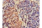 Immunohistochemistry of paraffin-embedded human pancreatic tissue using CSB-PA005180HA01HU at dilution of 1:100