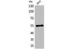 Western Blot analysis of K562 cells using CD55 Polyclonal Antibody