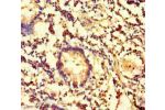 Immunohistochemistry of paraffin-embedded human appendix tissue using CSB-PA005260LA01HU at dilution of 1:100