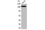 Western Blot analysis of HepG2 cells using CD307 Polyclonal Antibody