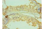 Immunohistochemistry of paraffin-embedded human testicle using CSB-PA005265DSR1HU at dilution 1:100