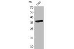 Western Blot analysis of L929 cells using CD300g Polyclonal Antibody