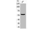 Western Blot analysis of 293 cells using CD276 Polyclonal Antibody