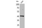 Western Blot analysis of L929 cells using CKR-3 Polyclonal Antibody