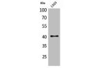 Western Blot analysis of L929 cells using CKR-4 Polyclonal Antibody