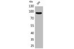 Western Blot analysis of 293 cells using CDCP1 Polyclonal Antibody