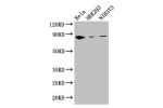 Western Blot<br />
Positive WB detected in:Hela whole cell lysate,HEK293 whole cell lysate,NIH/3T3 whole cell lysate<br />
All lanes: CHGB antibody at 2.8ug/ml<br />
Secondary<br />
Goat polyclonal to rabbit IgG at 1/50000 dilution<br />
Predicted band si