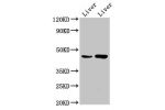 Western Blot<br />
Positive WB detected in:Rat liver tissue,Mouse liver tissue<br />
All lanes:CHKB antibody at 6.6