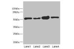 Western blot<br />
All lanes: CHN1 antibody at 6.08ug/ml<br />
Lane 1 : 293T whole cell lysate<br />
Lane 2 : MCF7 whole cell lysate<br />
Lane 3 : Jurkat whole cell lysate<br />
Lane 4 : Hela whole cell lysate<br />
 Goat polyclonal to Rabbit IgG at 1/10
