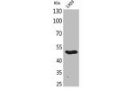 Western Blot analysis of L929 cells using GDF-9 Polyclonal Antibody