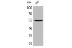 Western Blot analysis of 293 cells using GDF-5 Polyclonal Antibody
