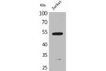 Western Blot analysis of Jurkat cells using BMP-3A Polyclonal Antibody