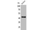 Western Blot analysis of Jurkat cells using BMP-8A Polyclonal Antibody
