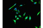 Immunofluorescent analysis of Hela cells using CSB-PA005427LA01HU at a dilution of 1:100 and Alexa Fluor 488-congugated AffiniPure Goat Anti-Rabbit IgG(H+L)
