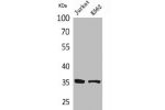 Western Blot analysis of Jurkat K562 cells using Ref-1 Polyclonal Antibody