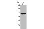 Western Blot analysis of A549 cells using HNF-3a/