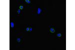 Immunofluorescent analysis of HepG2 cells using CSB-PA005480LA01HU at a dilution of 1:100 and Alexa Fluor 488-congugated AffiniPure Goat Anti-Rabbit IgG(H+L)