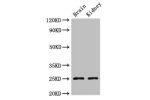 Western Blot<br />
Positive WB detected in:Mouse brain tissue,Mouse kidney tissue<br />
All lanes:CLDN10 antibody at 2.4