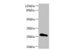 Western blot<br />
All lanes: CLDN18 antibody IgG at 3.07ug/ml+ Rat heart tissue<br />
Secondary<br />
Goat polyclonal to rabbit IgG at 1/10000 dilution<br />
Predicted band size: 28 kDa<br />
Observed band size: 28 kDa<br />