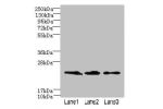 Western blot<br />
All lanes: CLDN20 antibody at 4ug/ml<br />
Lane 1 : A549 whole cell lysate<br />
Lane 2 : HepG-2 whole cell lysate<br />
Lane 3 : PC-3 whole cell lysate<br />
Secondary<br />
Goat polyclonal to Rabbit IgG at 1/10000 dilution<br />
Predi