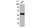 Western Blot analysis of K562 cells using Fractalkine Polyclonal Antibody.