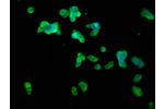Immunofluorescence staining of 293T cells with CSB-PA005567LA01HU at 1:100,counter-stained with DAPI. The cells were fixed in 4% formaldehyde, permeabilized using 0.2% Triton X-100 and blocked in 10% normal Goat Serum. The cells were then incubated with t