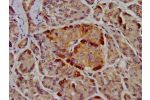 IHC image of CSB-PA005578LA01HU diluted at 1:400 and staining in paraffin-embedded human pancreatic tissue performed on a Leica BondTM system. After dewaxing and hydration, antigen retrieval was mediated by high pressure in a citrate buffer (pH 6.0). Sect