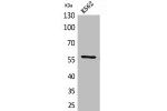 Western Blot analysis of K562 cells using Angptl1 Polyclonal Antibody.