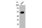 Western Blot analysis of A549 cells using Annexin VII Polyclonal Antibody.