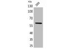 Western Blot analysis of 293 cells using ALPP/ALPPL2 Polyclonal Antibody.