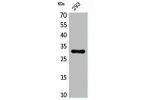 Western Blot analysis of 293 cells using CGREF1 Polyclonal Antibody.