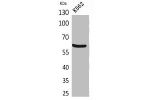 Western Blot analysis of K562 cells using gp91-phox Polyclonal Antibody.