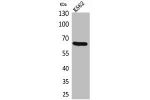 Western Blot analysis of K562 cells using CD166 Polyclonal Antibody.