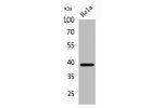 Western Blot analysis of HeLa cells using Bonzo Polyclonal Antibody.