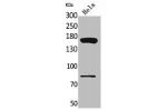 Western Blot analysis of HeLa cells using CD163b Polyclonal Antibody.
