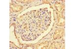 Immunohistochemistry of paraffin-embedded human kidney tissue using CSB-PA005663LA01HU at dilution of 1:100