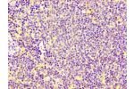 IHC image of CSB-PA005666LA01HU diluted at 1:100 and staining in paraffin-embedded human lymph node tissue performed on a Leica BondTM system. After dewaxing and hydration, antigen retrieval was mediated by high pressure in a citrate buffer (pH 6.0). Sect