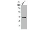 Western Blot analysis of MCF-7 cells using Cerberus Polyclonal Antibody.