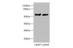 Western blot<br />
All lanes: