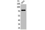 Western Blot analysis of K562 cells using BMAL1 Polyclonal Antibody.