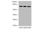 Western blot<br />
All lanes: