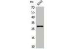 Western Blot analysis of K562 cells using ApoA-I Polyclonal Antibody.
