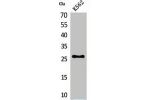 Western Blot analysis of K562 cells using FGF-16 Polyclonal Antibody.