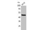 Western Blot analysis of PC12 cells using FOXP3 Polyclonal Antibody.