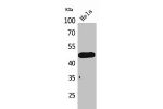 Western Blot analysis of HeLa cells using D3DR Polyclonal Antibody.