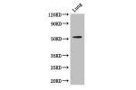 Western Blot<br />
Positive WB detected in:Mouse lung tissue<br />
All lanes: CORO1A antibody at 2.7ug/ml<br />
Secondary<br />
Goat polyclonal to rabbit IgG at 1/50000 dilution<br />
Predicted band size: 52 kDa<br />
Observed band size: 52 kDa<br />