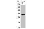 Western Blot analysis of HeLa cells using CD37 Polyclonal Antibody.