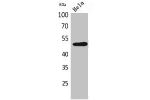 Western Blot analysis of HeLa cells using EMMPRIN Polyclonal Antibody.