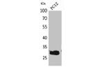 Western Blot analysis of PC12 cells using CD200 Polyclonal Antibody.