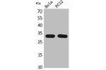 Western Blot analysis of HeLa, PC12 cells using CD300f Polyclonal Antibody.